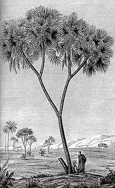 Adipsos - Hyphæne thebaica - пальма дум